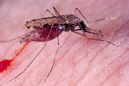 Bộ trưởng Bộ Y tế: Việt Nam chưa phát hiện virus Zika